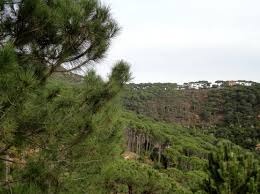 طوافات الجيش سترش أحراج الصنوبر بالمبيدات الخميس