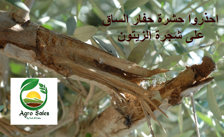 النهري: احذروا حشرة حفار الساق على شجرة الزيتون