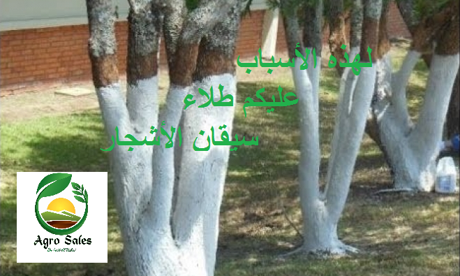 النهري: لهذه الأسباب عليكم طلاء سيقان الأشجار