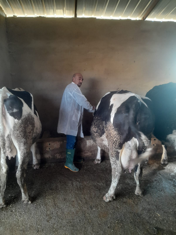 اليوم الثالث من حملة تحصين الأبقار ضد داء الحمى القلاعية