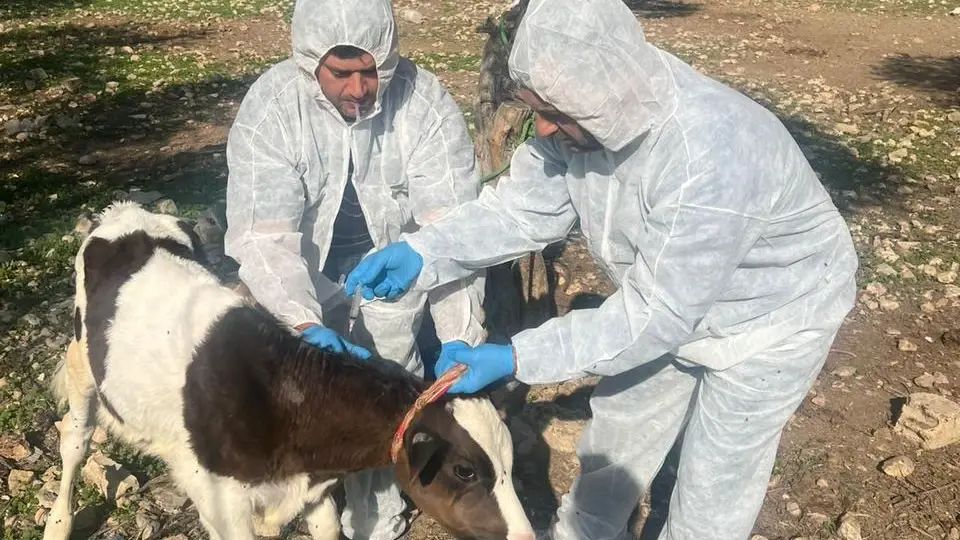 وزارة الزراعة: تلقيح نحو 31 ألف بقرة خلال ثمانية أيام ضمن الحملة الوطنية لمكافحة الحمى القلاعية