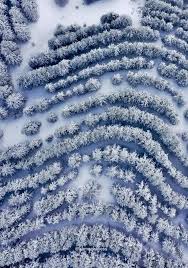 ثلوج ساحرة تغمر الشوف لكن العاصفة تعصف بالمزروعات والخطوط الكهربائية