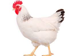 نقابة الدواجن تطمئن: الدجاج متوافر بكميات كافية والأسعار لا تزال مستقرة