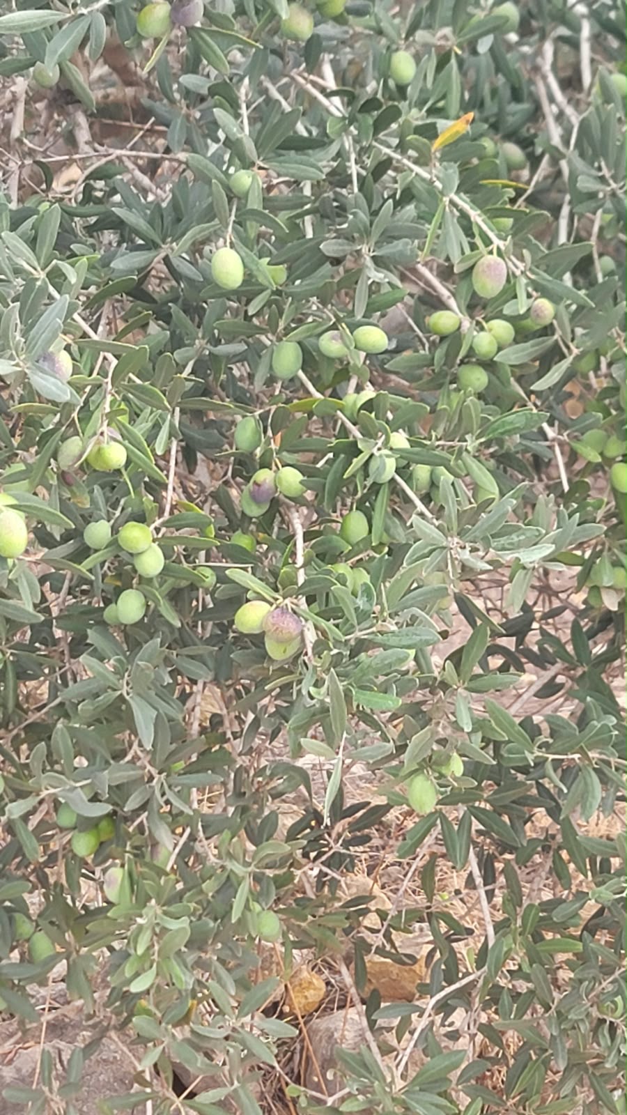 الجيش الاسرائيلي سمح بقطف الزيتون من شبعا شرقا حتى علما الشعب غربا